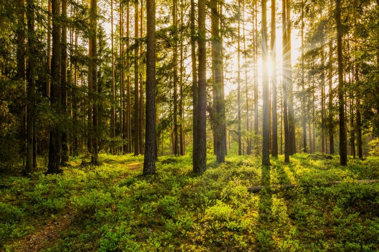 L'importance du bois et des arbres pour notre présent et notre futur