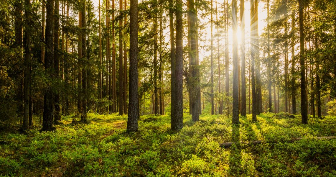 L'importance du bois et des arbres pour notre présent et notre futur